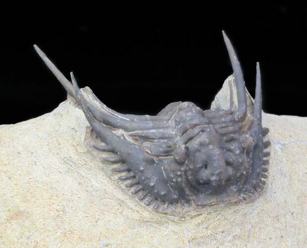 Spiny Leonaspis Trilobite - Foum Zguid, Morocco #40148